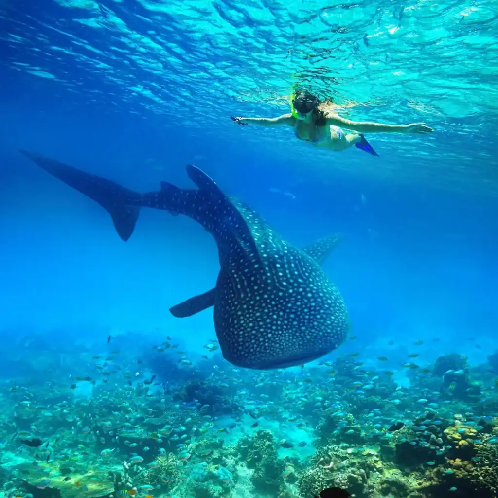 Swimming with whale shark in Sumbawa waters, Indonesia