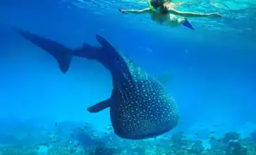 Swimming with whale shark in Sumbawa waters, Indonesia