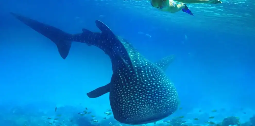 Swimming with whale shark in Sumbawa waters, Indonesia
