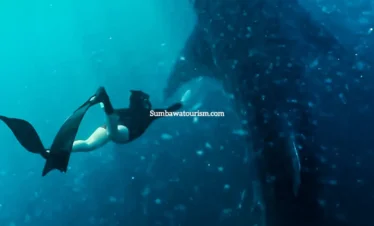 Freediver berenang dekat hiu paus besar di perairan Sumbawa.