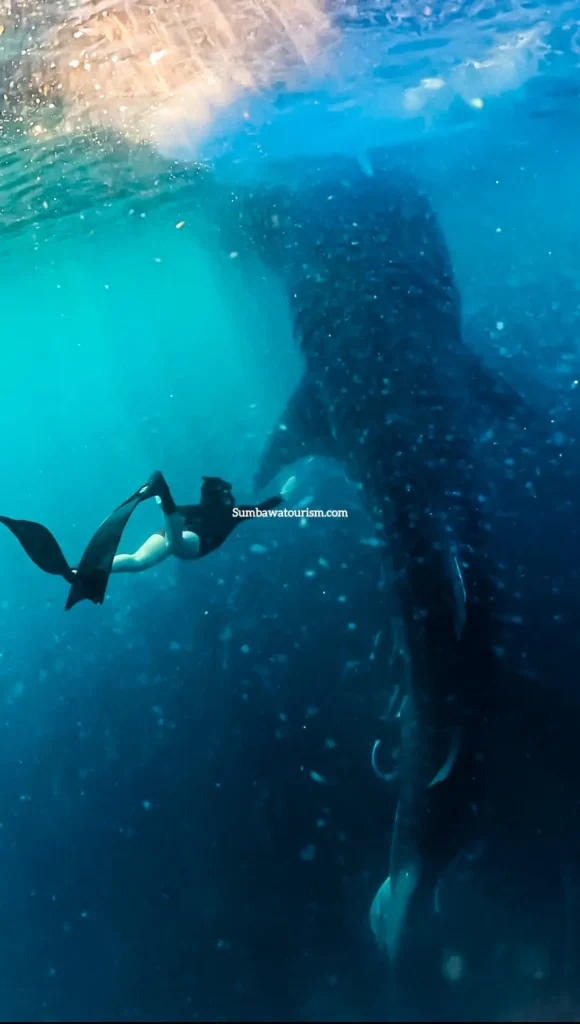 Freediver berenang dekat hiu paus besar di perairan Sumbawa.