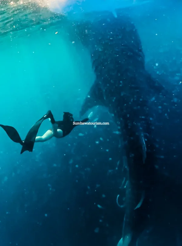 Freediver berenang dekat hiu paus besar di perairan Sumbawa.