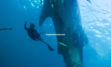 Hiu paus raksasa berenang vertikal dengan freediver di sampingnya