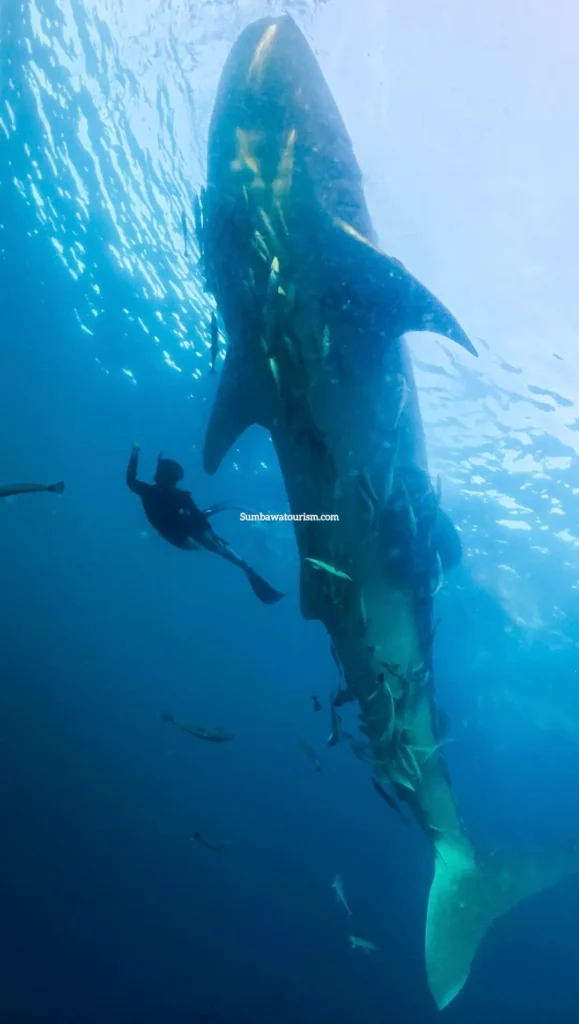 Hiu paus raksasa berenang vertikal dengan freediver di sampingnya