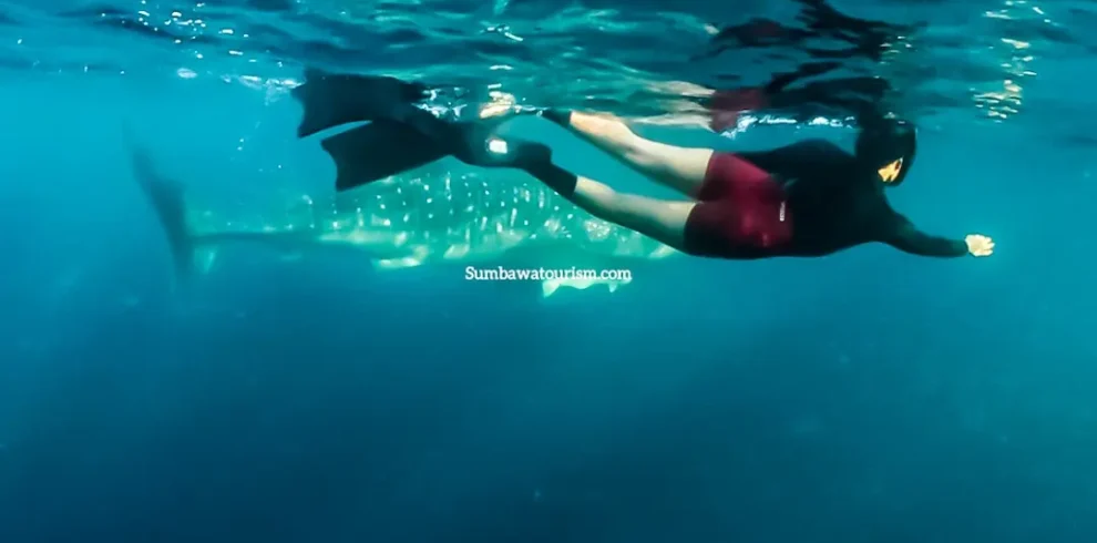 Freediving with whale shark