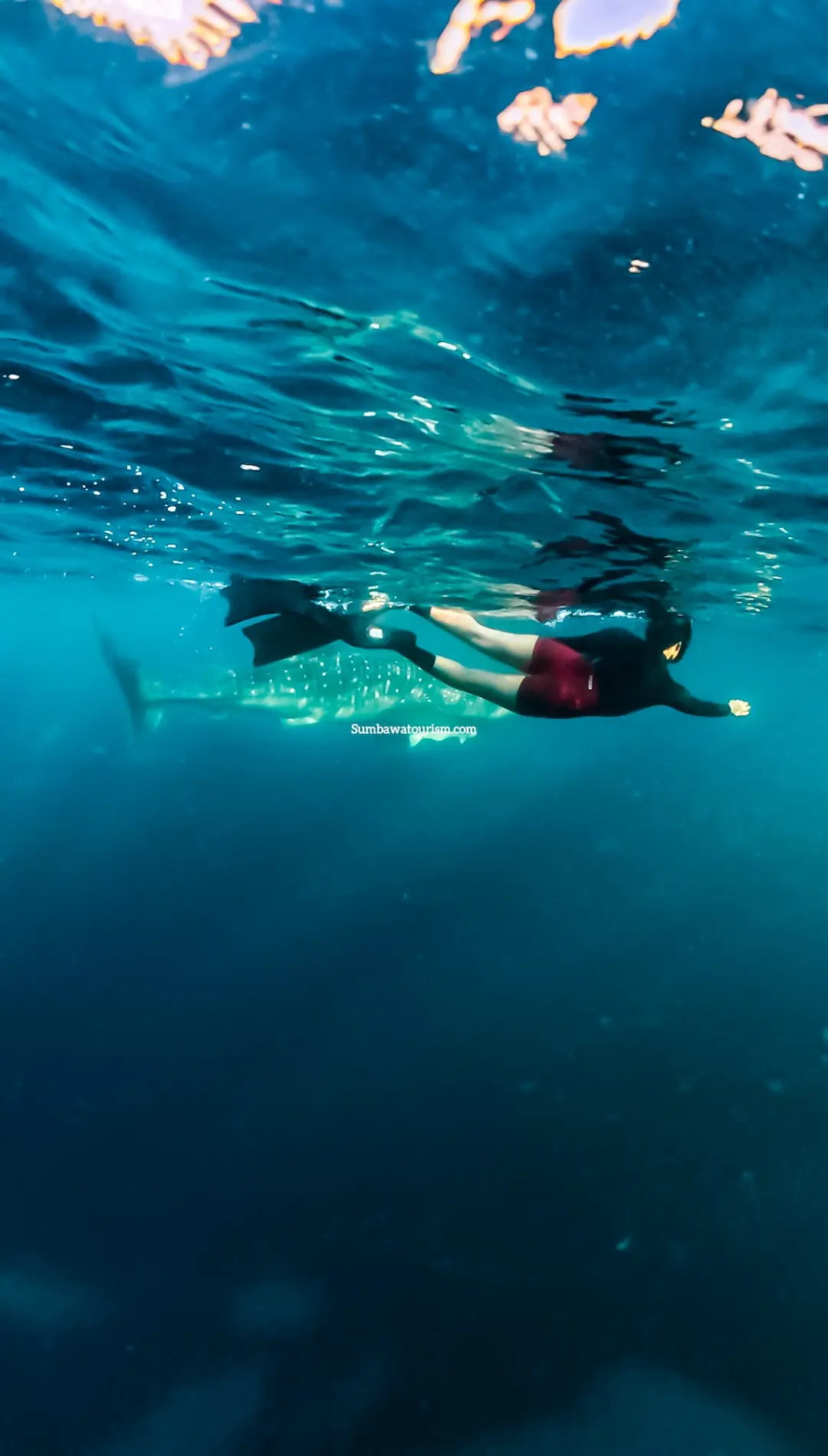 Freediving with whale shark