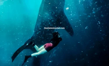 Momen bawah laut freediver mendekati hiu paus di Teluk Saleh