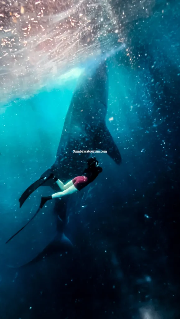 Momen bawah laut freediver mendekati hiu paus di Teluk Saleh